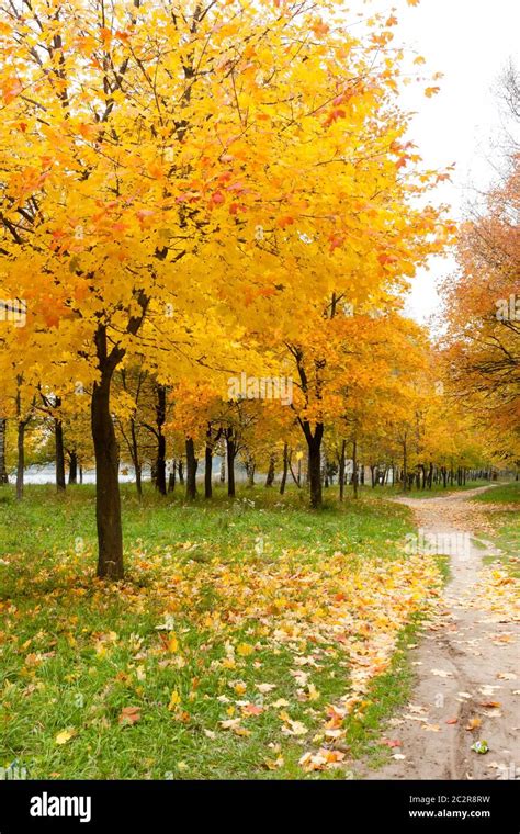 Maple Trees With Yellow Leaves Near Path Autumn Landscape With Maple