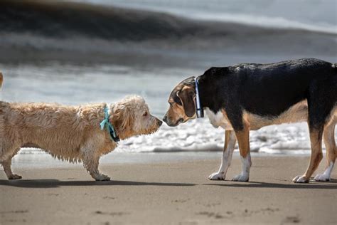 El Ciclo Del Celo Y El Apareamiento Canino Lovetoknow