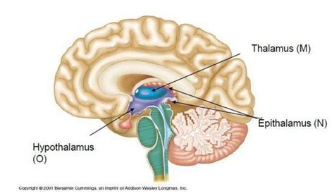 12.3 Diencephalon Flashcards | Quizlet