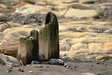 Free Images Landscape Sea Water Nature Rock Wood Wildlife