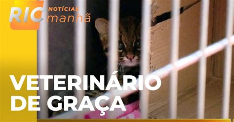 Veterinario De Graça - Atendimento veterinário de graça em Curitiba: uma iniciativa que merece ...