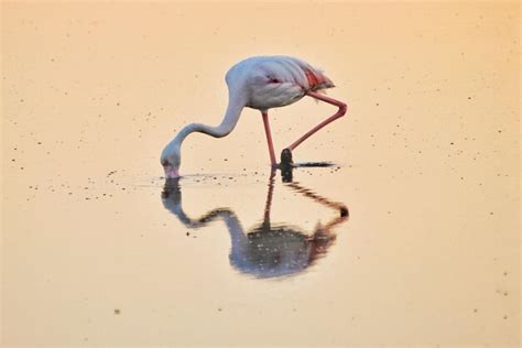 Premium Photo Side View Of Flamingo In Water