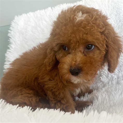 Toy Poodle Puppy For Sale Heavenly Puppies