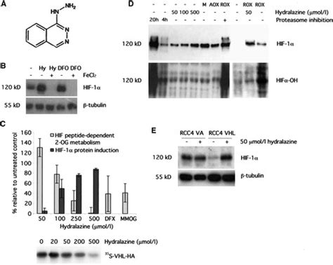 Novel Mechanism Of Action For Hydralazine Circulation Research