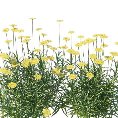 tetraneuris scaposa  model  corona