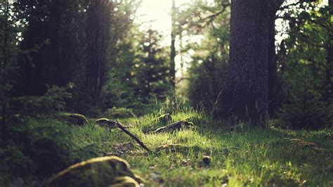 Green grass, nature, forest, trees, grass HD wallpaper | Wallpaper Flare