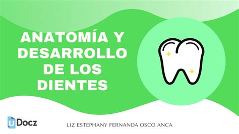 ANATOMÍA Y DESARROLLO DE LOS DIENTES LIZ ESTEPHANY FERNANDA OSCO ANCA