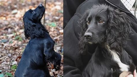 Dachshund Cocker Spaniel Mix: The Dorky Docker