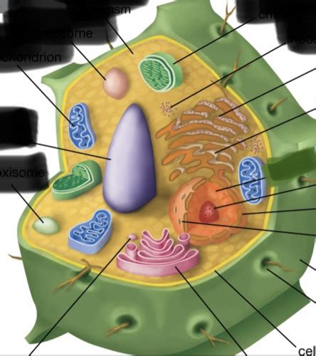 Plant Cell Flashcards Quizlet