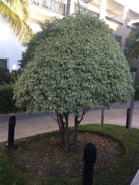 Ficus Variegado