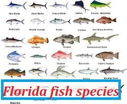 Florida fish species - Flexa fish especially the flowers of mexico