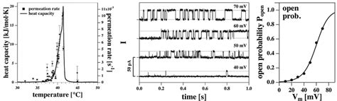 Left The Permeability Of An Artificial Lipid Membrane For A