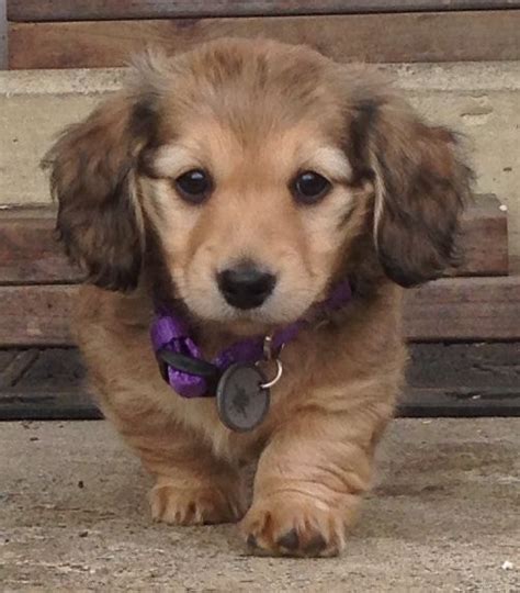 Chloe Adorable Longhaired Shaded Cream Miniature Dachshund