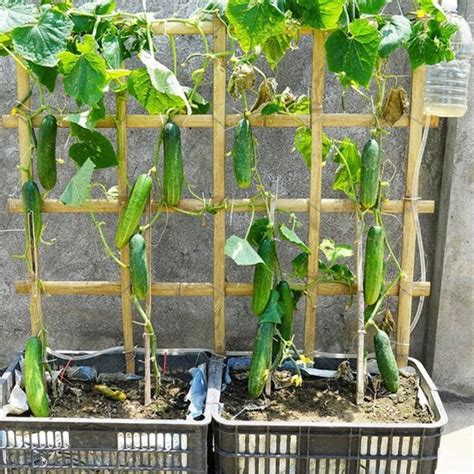 Several Cucumbers Are Growing In The Planter