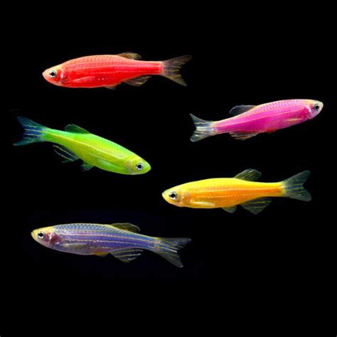 Glofish - Agazoo