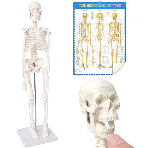 Mini Mensch Skelett Modell Für Anatomie 17 7 45cm Ganzkörper Mensch