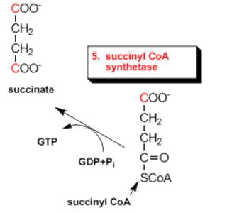 Mundo da Bioquímica blog sobre bioquímica Ciclo de Krebs reações