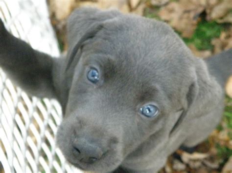 Our Girls And There Silver Charcoal And Fox Red Labrador Puppy Pictures