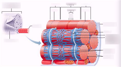 Skeletal Muscle Cont Diagram Quizlet