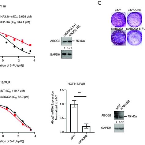 ABCG2 Mediated The Chemosensitization Effect Of 5 FU In HCT116 Cells