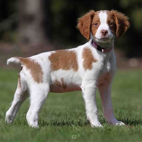 Pin by Jairo Larroza on Beleza | Brittany spaniel puppies, Brittany dog