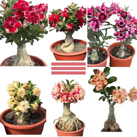 Kit 50 Sementes Rosa Do Deserto Adenium Obesum 30 Cores Parcelamento