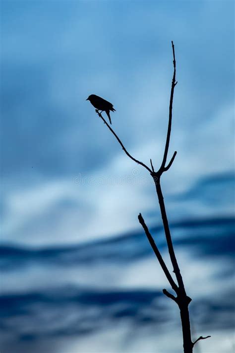 Silhouette Of A Red Winged Blackbird Agelaius Phoeniceus In A Blue