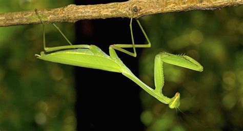 Escorpião É Um Inseto - O escorpião é um inseto ou um aracnídeo?