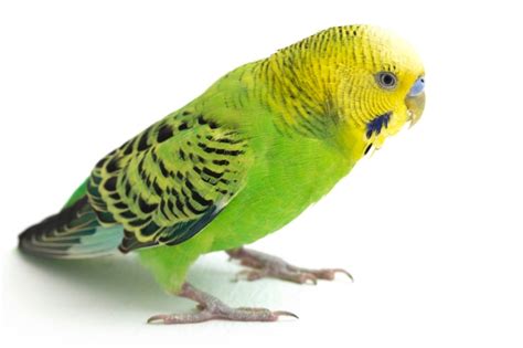 Premium Photo | Close-up of a budgerigar parakeet