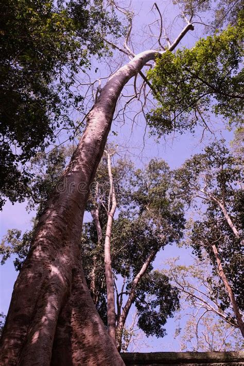 Un Rbol Blanco Tropical Enorme Contra Un Cielo Claro Rbol De