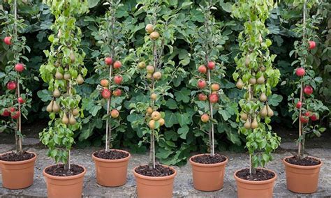 Up To 71% Off 4 or 8 Columnar Fruit Trees | Groupon