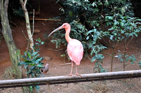 Imagen gratis gorjeos un especie de ave pájaro cantante jerarquía