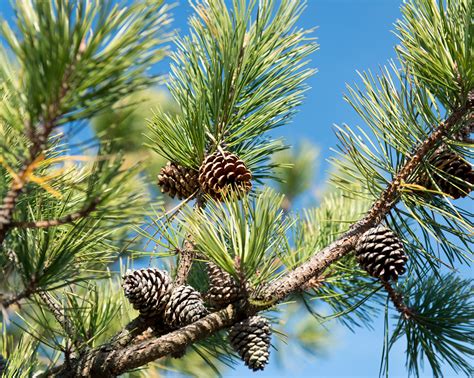 Pitch Pine Pinus Rigida Pitch Pine Pinus Rigida Cones Flickr