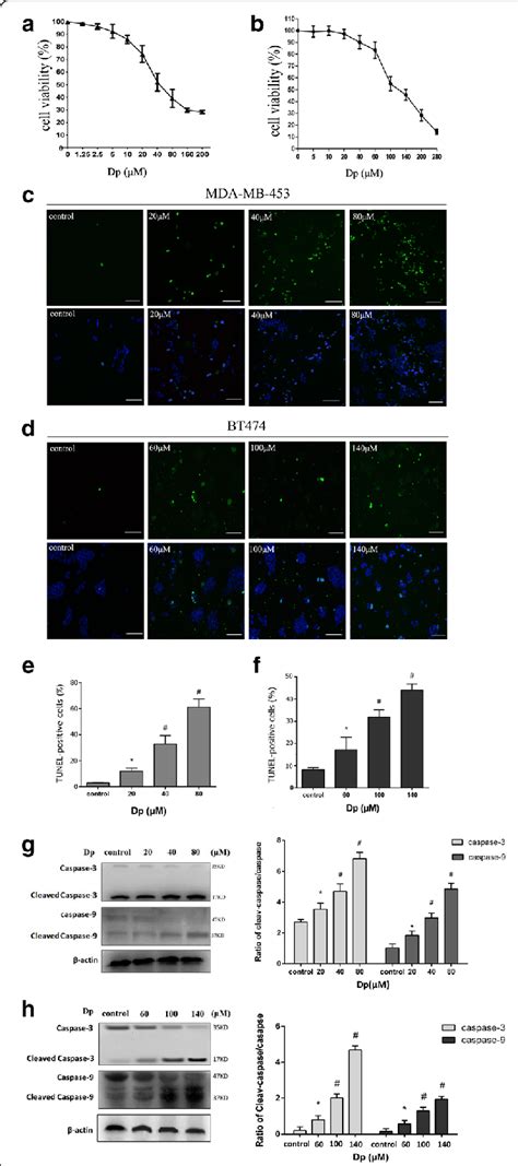 Delphinidin Induced Apoptosis In MDA MB 453 And BT474 Cells A CCK 8