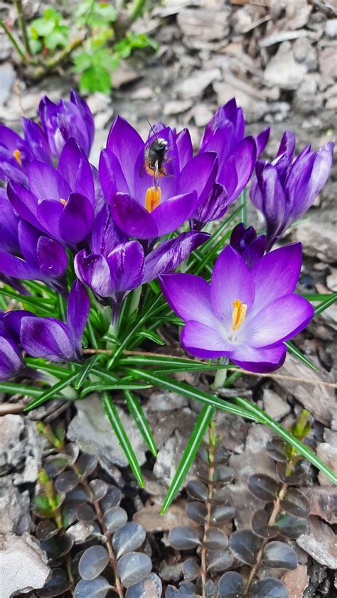 Крокусы in 2020 | Plants, Flowers