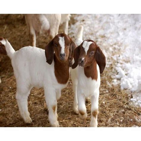 Show Baby Boer Goats - pic-fuzz