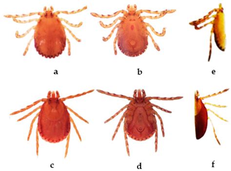 Molecular Evidence of Rickettsia conorii subsp. raoultii and Rickettsia
