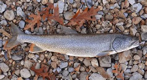 Trout Fishing 101: Everything you Need to Know About Freshwater Trout ...