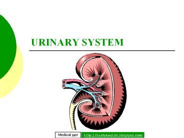 PPT URINARY SYSTEM PowerPoint Presentation Free To View Id