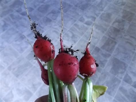 Radish harvest in November! | Gardening Forums