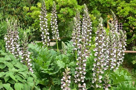 Ist Der Wahre B Renklau Acanthus Mollis Giftig