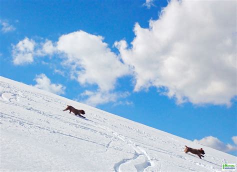 Natura D Abruzzo Naturabruzzo It Scialpinismo Monte Orsello A