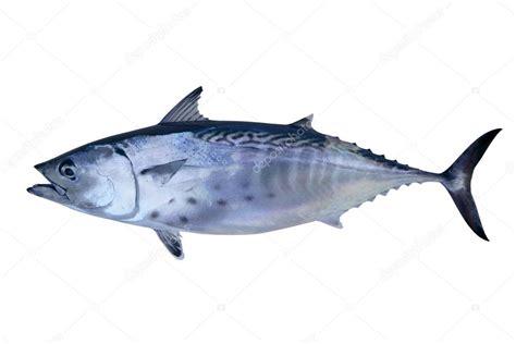 Pictures: bonita fish | Little tunny catch tuna fish seafood — Stock Photo © lunamarina #5502459