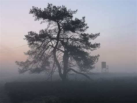 Paisaje De Brezo En La Niebla Foto Gratis En Pixabay Pixabay