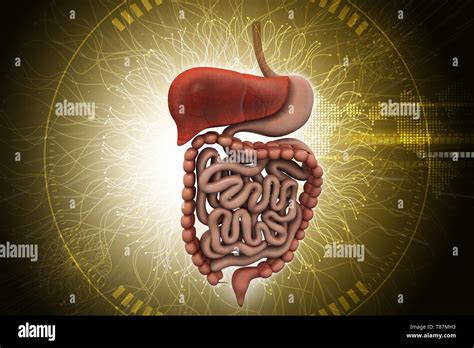 Human Digestive System With Stock Photo Alamy