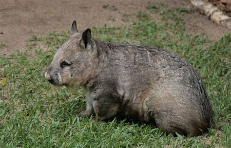 Can You Have A Wombat As A Pet Dangerous Or Friendly Diet Habitat