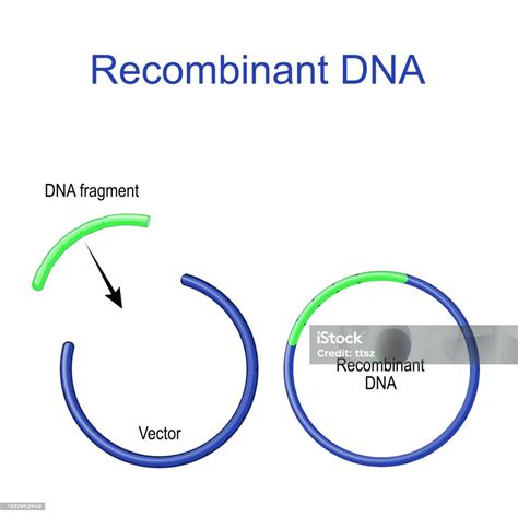 Recombinant Dna Diagram