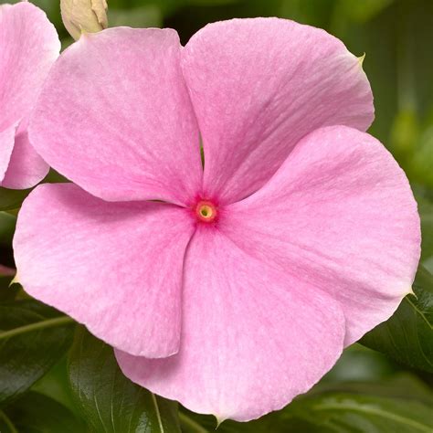 Vinca Catharanthus Cora Xdr Light Pink Muller Seeds