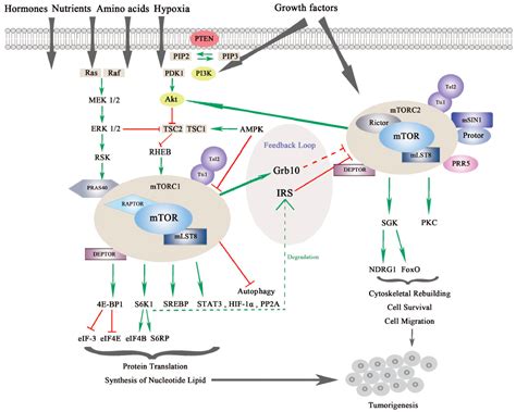 Ijms Free Full Text Mtor Signaling In Cancer And Mtor Inhibitors In