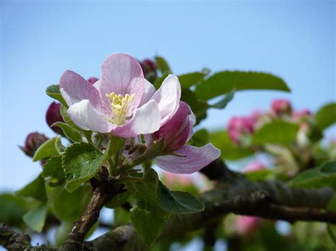 無料画像 林檎 自然 ブランチ 工場 太陽 フルーツ 花弁 咲く ローズ 春 植物学 庭園 ピンク 閉じる フ